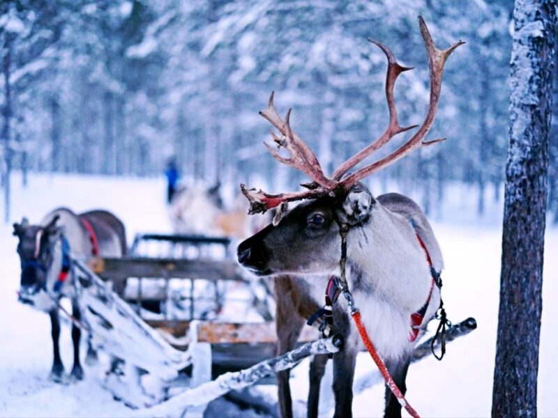 Rovaniemi: Reindeer Safari Tour & 2.5 Km Sled Ride - Reindeer Safari and Sled Ride