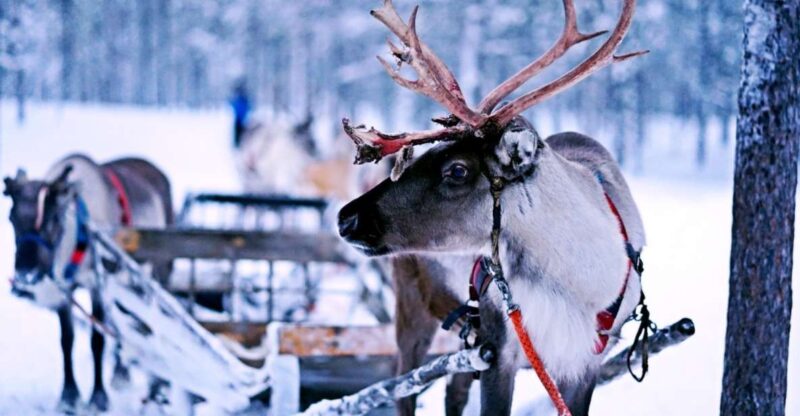 Rovaniemi: Reindeer Safari Tour & 2.5 Km Sled Ride - Frequently Asked Questions