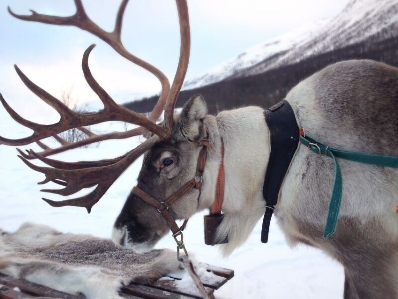 Rovaniemi: Reindeer Sleigh Ride With Hot Drink and Cookies - Activity Overview