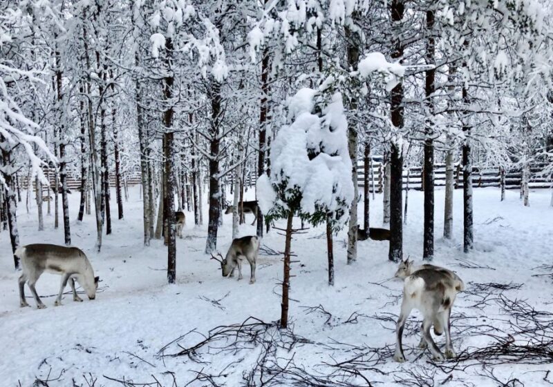 Rovaniemi: Reindeer Sleigh Ride With Hot Drink and Cookies - Inclusions and Additional Options