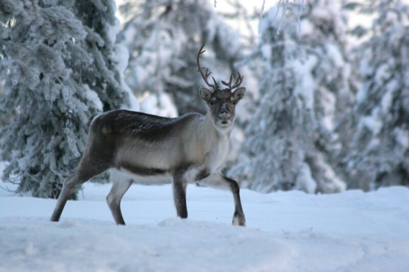 Rovaniemi: Reindeer Sleigh Ride With Hot Drink and Cookies - Customer Reviews and Ratings