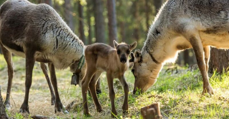 Rovaniemi: Reindeer Summer Farm Visit Tour - Good To Know