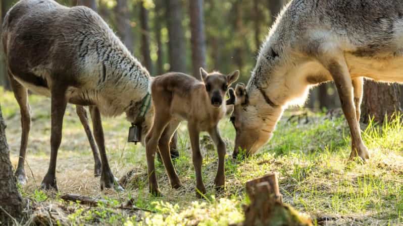 Rovaniemi: Reindeer Summer Farm Visit Tour - Cultural Insights