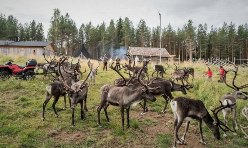 Rovaniemi: Reindeer Summer Farm Visit Tour - Tour Logistics