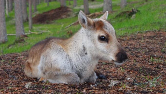 Rovaniemi: Reindeer Summer Farm Visit Tour - Frequently Asked Questions