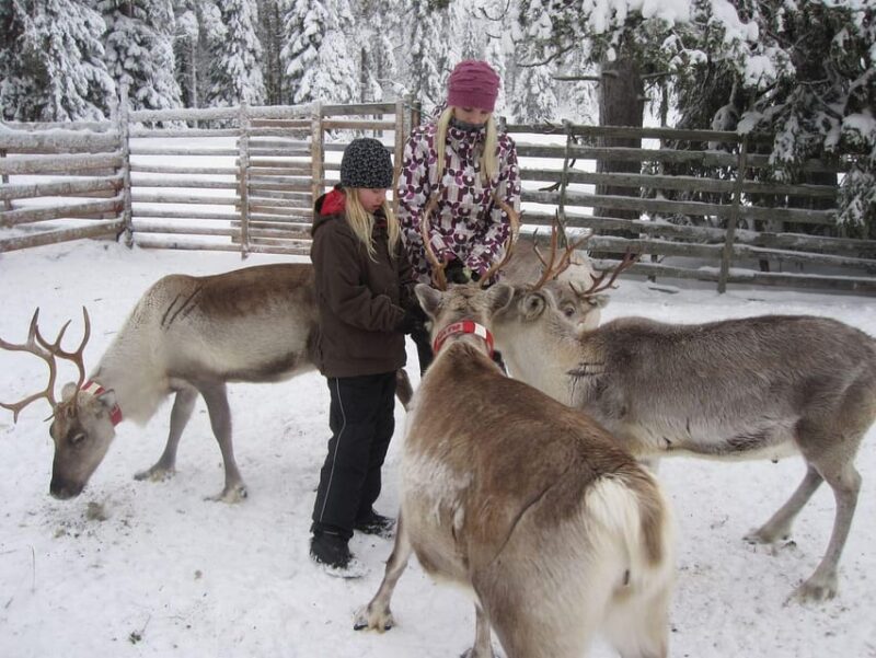 Rovaniemi: Saami Reindeer Farm Visit & Sleigh Ride - Cultural Significance
