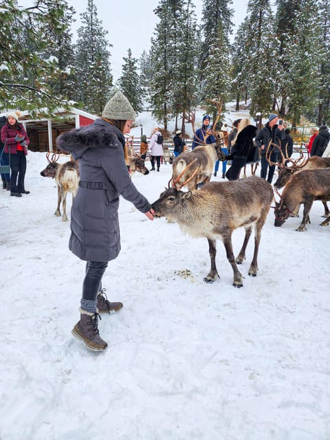 Rovaniemi: Saami Reindeer Farm Visit & Sleigh Ride - Traditional Wooden Sledge Ride