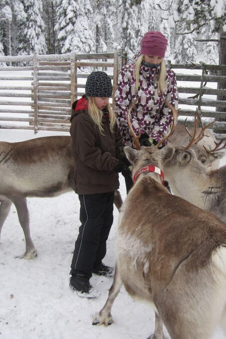 Rovaniemi: Saami Reindeer Farm Visit & Sleigh Ride - Complimentary Refreshments