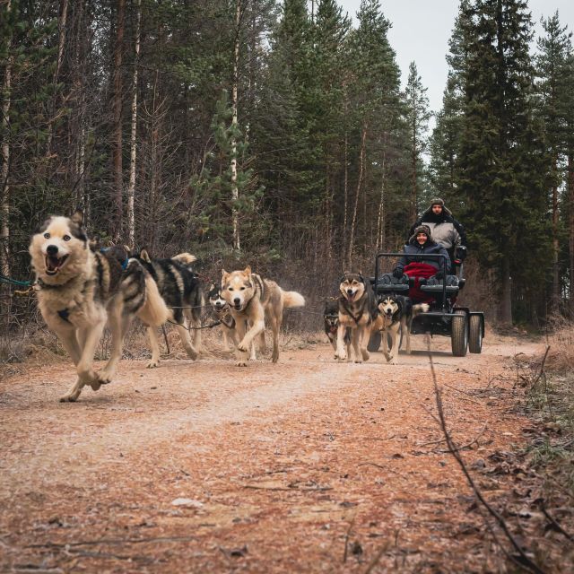 Rovaniemi: Santa Claus Village, Husky Farm, Reindeer Farm - Exploring Reindeer Farm