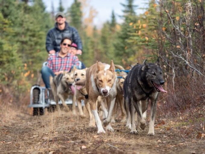 Rovaniemi: Santa Claus Village, Husky Farm, Reindeer Farm - Customer Feedback
