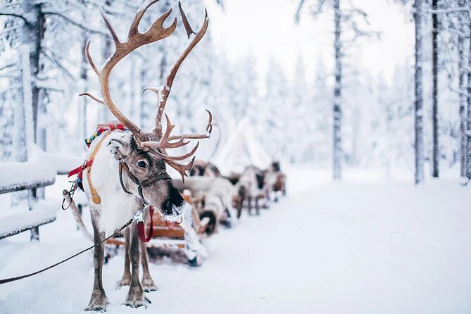 Rovaniemi Santa Claus Village Husky Reindeer Farm Arctic Museum - Ounasvaara Hill Viewpoint