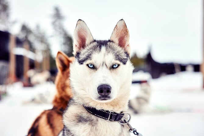 Rovaniemi Santa Claus Village, Reindeer and Husky Tour - Key Points