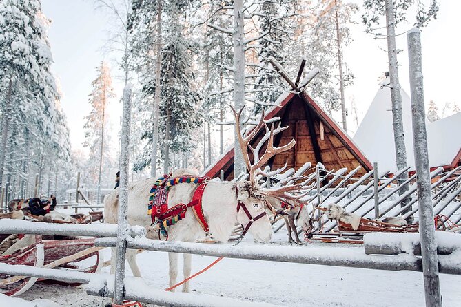 Rovaniemi Santa Claus Village, Reindeer and Husky Tour - Crossing the Arctic Circle