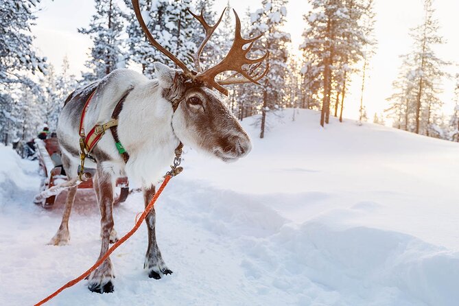 Rovaniemi Santa Claus Village, Reindeer and Husky Tour - Pickup and Scheduling Details