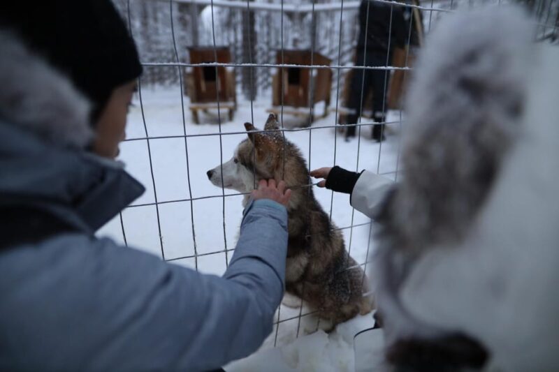 Rovaniemi: Santa Claus Village Tour Huskies & Reindeer Ride - Good To Know