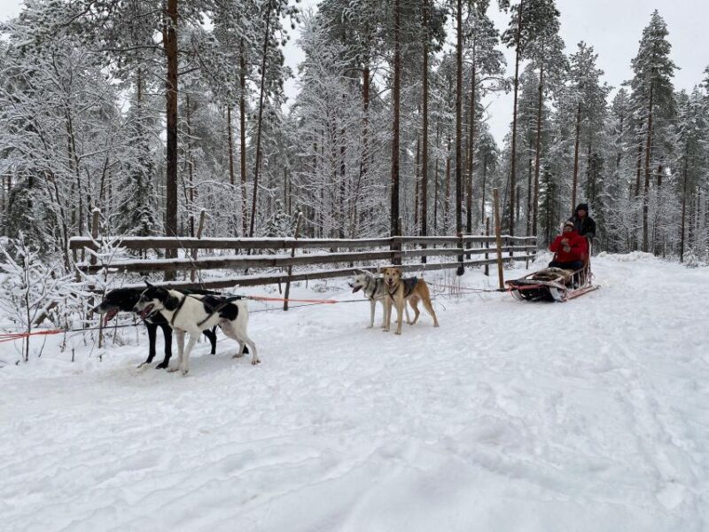 Rovaniemi: Santa Claus Village Tour Huskies & Reindeer Visit - Customer Reviews and Feedback