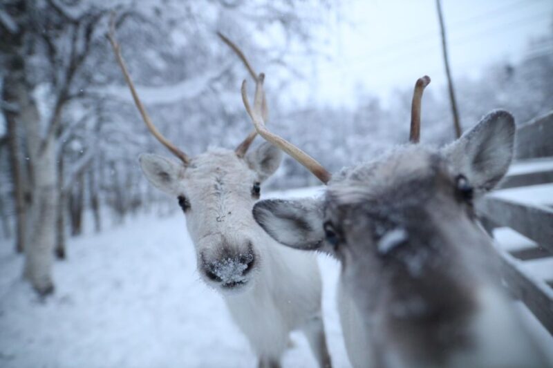 Rovaniemi: Santa Claus Village Tour Huskies & Reindeer Visit - Visiting Santa Claus Village