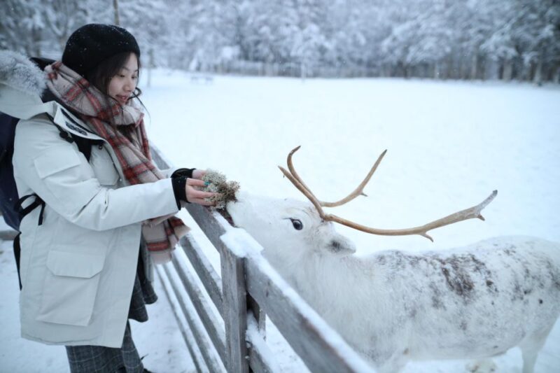 Rovaniemi: Santa Claus Village Tour & Reindeer & Husky Ride - Tour Overview