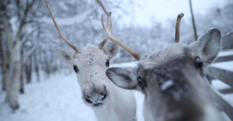 Rovaniemi: Santa Claus Village Tour & Reindeer & Husky Ride - Customer Reviews