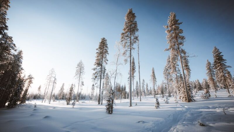 Rovaniemi: Ski Trekking Safari in Lapland - Beginner-Friendly Activity