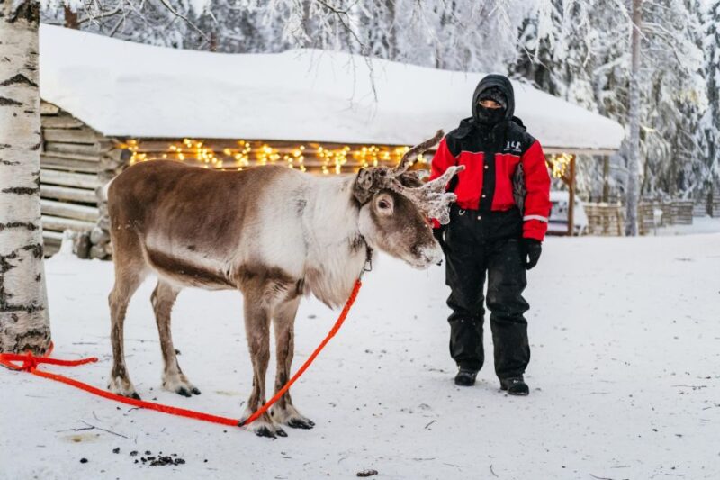 Rovaniemi: Snowmobile Safari, Reindeer & Husky Sleigh Ride - Booking & Cancellation