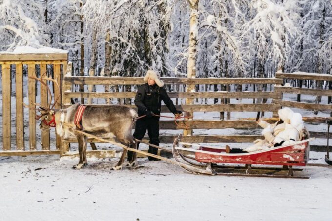 Rovaniemi: Snowmobile Safari, Reindeer & Husky Sleigh Ride - Reindeer Sleigh Experience