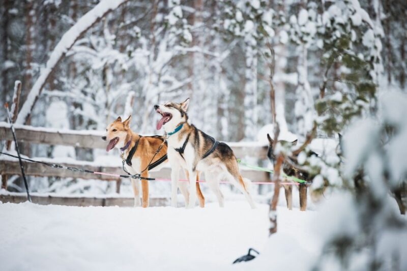 Rovaniemi: Snowmobile Tour and Reindeer Farm Experience - Tour Overview and Pricing
