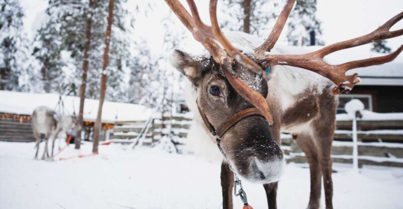 Rovaniemi: Snowmobile Tour and Reindeer Farm Experience - Meeting Points and Pickup