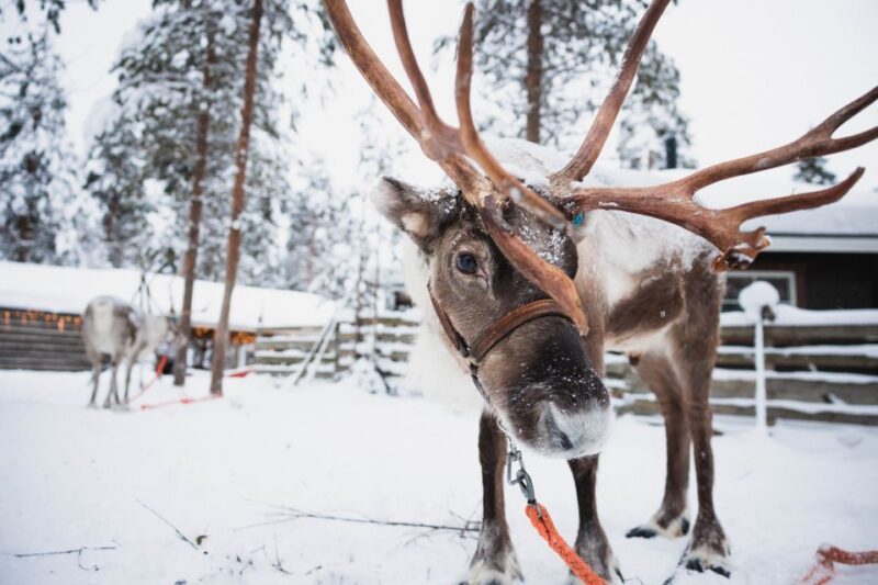 Rovaniemi: Snowmobile Tour and Reindeer Farm Experience - Participant Requirements