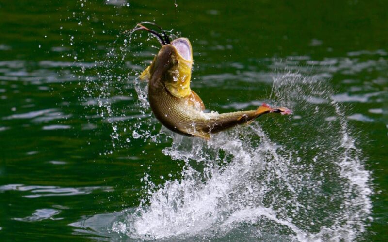 Rovaniemi: Summer Fishing Tour in Arctic Nature & BBQ - Guided Tour Details