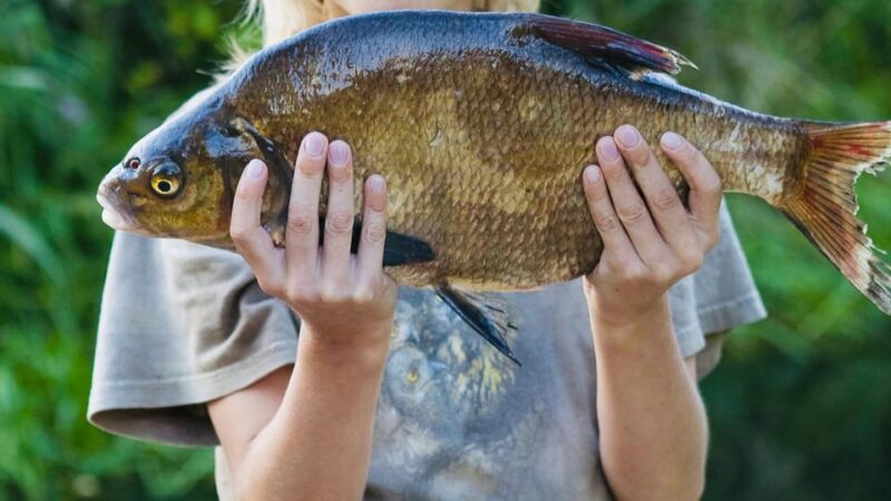 Rovaniemi: Summer Fishing Tour in Arctic Nature & BBQ - Culinary Experience