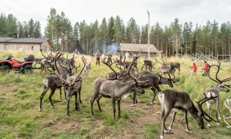 Rovaniemi: Summer Reindeer Farm Experience - Tour Overview