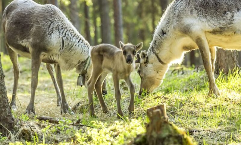 Rovaniemi: Summer Reindeer Farm Experience - Experience Highlights