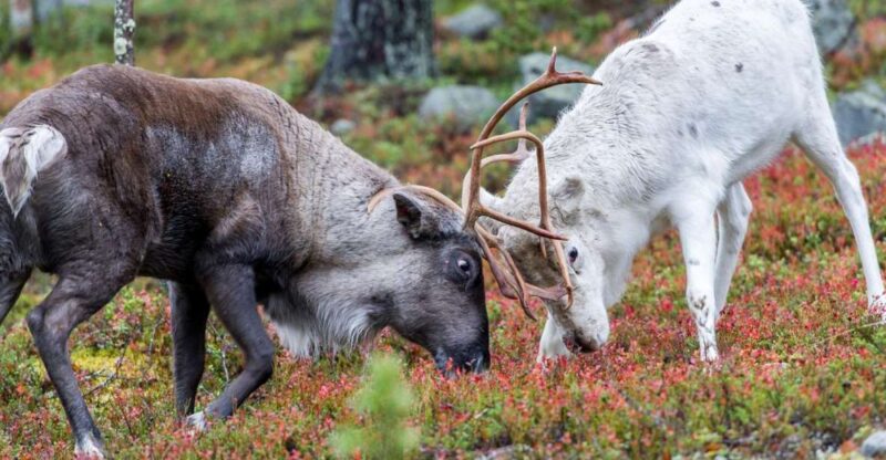 Rovaniemi: Summer Reindeer Farm Experience - Participant Details