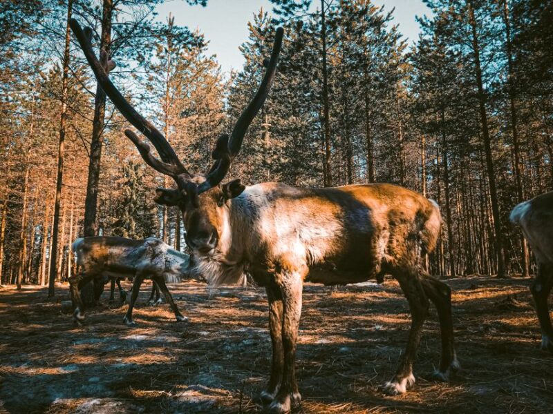 Rovaniemi: Summer Reindeer Farm Experience - About the Reindeer