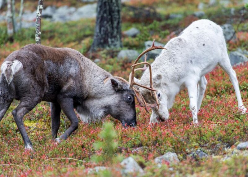 Rovaniemi: Summer Reindeer Farm Experience - Sum Up