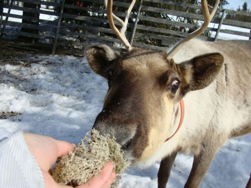 Rovaniemi: Traditional Reindeer Farm Visit & Sleigh Ride - Activity Overview