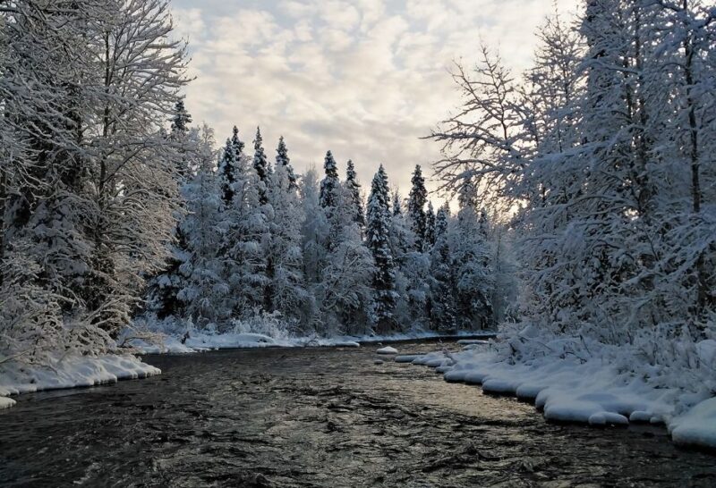 Rovaniemi: Vaattunki Hiking Arctic Circle Trail - Wildlife Sightings
