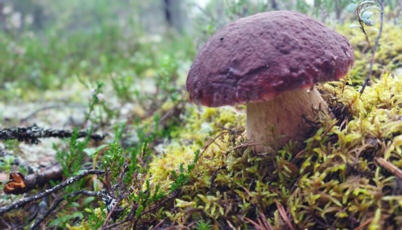 Rovaniemi: Wild Berries and Mushrooms Picking Tour - Activity Highlights