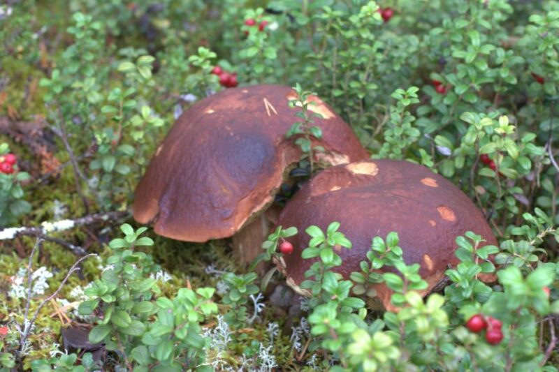 Rovaniemi: Wild Berries and Mushrooms Picking Tour - Inclusions