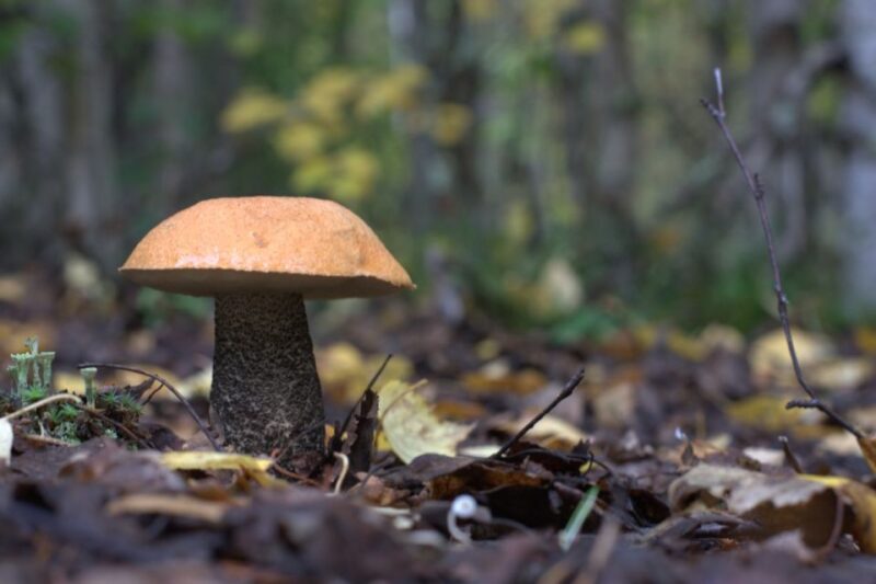 Rovaniemi: Wild Berries and Mushrooms Picking Tour - Important Details