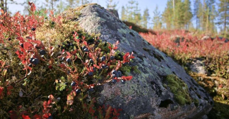 Rovaniemi: Wild Berries and Mushrooms Picking Tour - Pricing and Booking