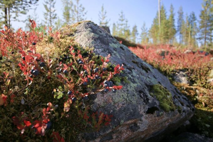 Rovaniemi: Wild Berries and Mushrooms Picking Tour - Group Size and Languages