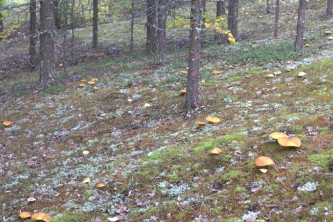Rovaniemi: Wild Berries and Mushrooms Picking Tour - Frequently Asked Questions
