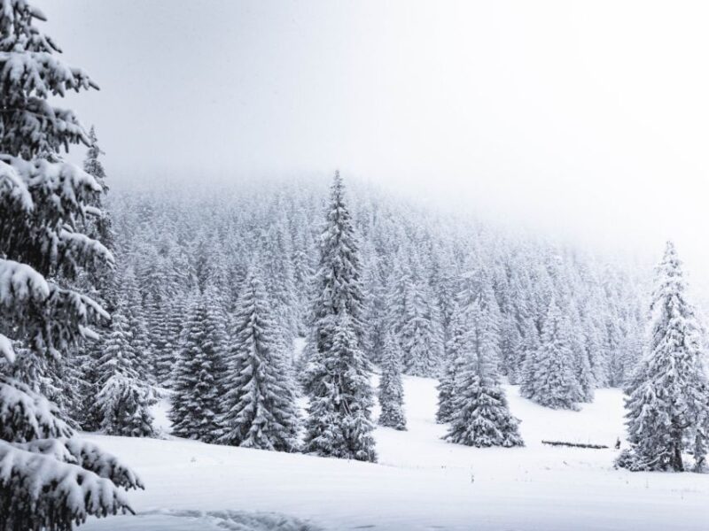 Rovaniemi: Wilderness Snowshoes Expedition Tour & Barbeque - What to Bring and Restrictions