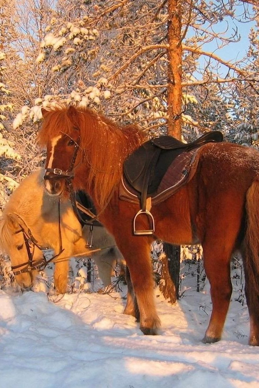Rovaniemi: Winter Horse Riding in Arctic Nature - Good To Know