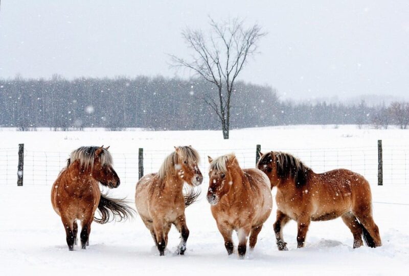 Rovaniemi: Winter Horse Riding in Arctic Nature - Cancellation Policy