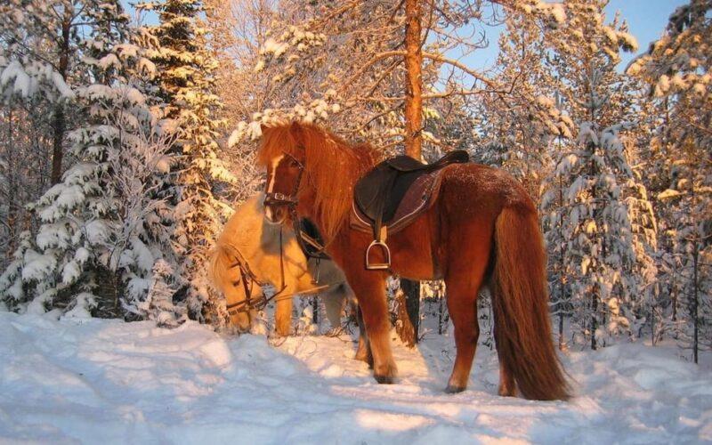 Rovaniemi: Winter Horse Riding in Arctic Nature - Pricing and Reservation Options