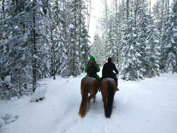 Rovaniemi: Winter Horse Riding in Arctic Nature - Highlights of the Experience