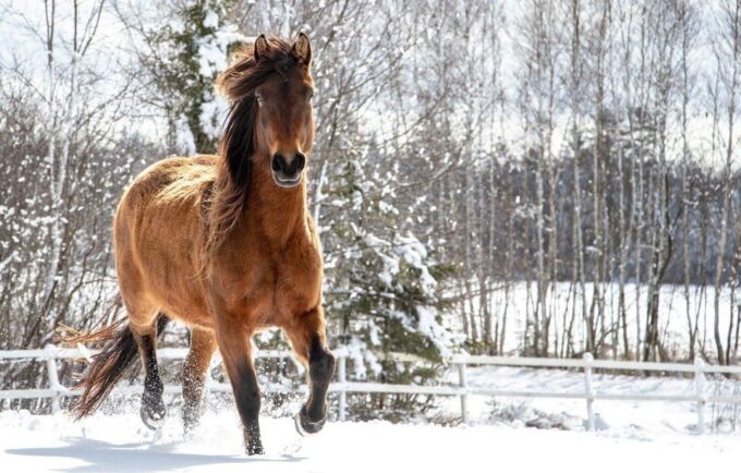 Rovaniemi: Winter Horse Riding in Arctic Nature - Frequently Asked Questions